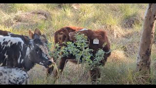 Nguni grazing quotWEEDSquot  Briar Rose amp Tussocks [upl. by Airenahs]