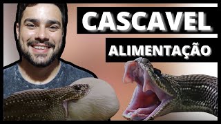 ALIMENTAÇÃO DA CASCAVEL  Relatório de Répteis [upl. by Niroht]