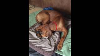 Myoclonic epilepsy in 5 month old Ridgeback [upl. by Redienhcs]