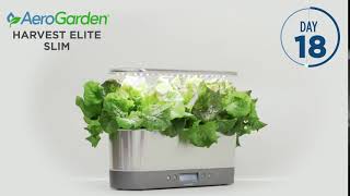 Harvest Elite Slim Stainless Steel 2018 Lettuce Timelapse [upl. by Pollack]