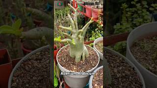 Adenium Arabicum of different varieties adenium plants adeniumbonsai shortsviraladeniumgarden [upl. by Anelac]