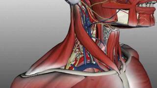 Neck Anatomy  Organisation of the Neck  Part 2 [upl. by Saile169]