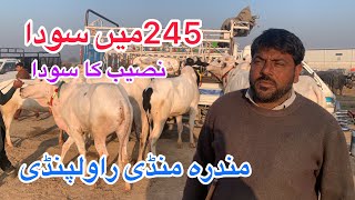 Mandra mandi today Latest update ll Naseeb ka soda 245 mae ll Domail mandi ll Jamil tv [upl. by Savior]