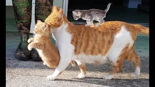 Mother cats protecting their cute kittens  Mom Cat Loves Kittens compilation 2018 [upl. by Arundell110]