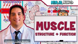 Musculoskeletal System  Muscle Structure and Function [upl. by Annaiviv865]