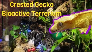 Crested Gecko Bioactive Terrarium Build [upl. by Magocsi]