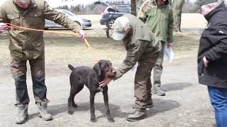 Deutsch Drahthaar Canada Breed Show [upl. by Bremble]