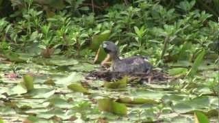 PiedBilled Grebe Calling From Nest [upl. by Eadie871]