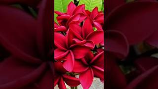 Plumeria obtusa 10 colors Flower tamilsong [upl. by Westbrook]