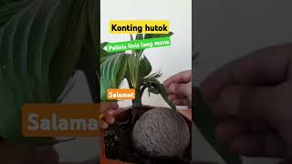 balik sa paglilinis bonsaitree dwarf coconutbonsai kelapabonsai youtubeshorts shortsviralvideo [upl. by Jepum]