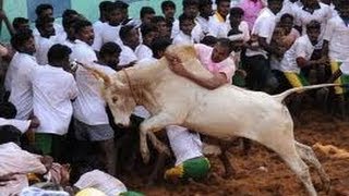 Alanganallur Jallikattu அலங்காநல்லூர் ஜல்லிக்கட்டு [upl. by Glenden]