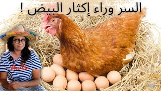 تجربتنا في تربية الدجاج البياضretour dexpérience en élevage de poule pondeuse [upl. by Drofub459]