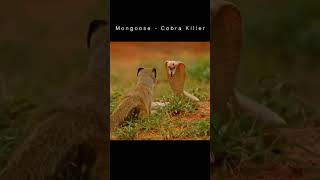 Snake vs mongoose fight funny trendingshorts duet mostfunnyvideo [upl. by Urbanus]