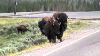 Yellowstone bison rams a minivanm4v [upl. by Sissy]