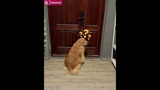 The golden retriever opened the door to remind his owner to go out for a walk😂 [upl. by Airtina951]