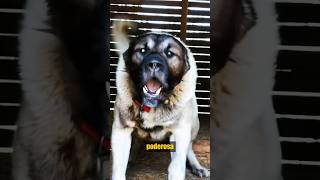 ¡Kangal Turco vs Lobo kangalturco vs lobo animalessalvajes [upl. by Howlond]