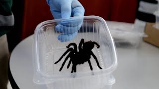 Hundreds of Tarantulas Smuggled on Mans Body [upl. by Letnuahc]