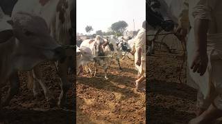 Pury pakistan sy Bachdy palwai ky liy aziz Cattle Farm Aa rahy hain [upl. by Anawahs]