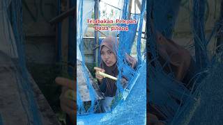 Tembakan pelepah daun pisang kreatif comedy lucu tips hiburan shortvideo [upl. by Yekciv]