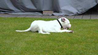 Dogo Argentino Puppy [upl. by Annunciata]