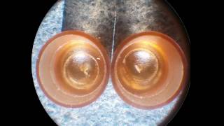 Queen Bee Larvae and egg side by side using nicot cell cups [upl. by Slavic]