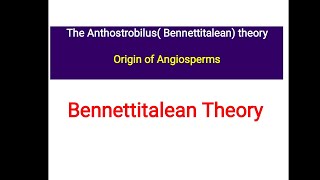 Bennettitalian Theory  Anthostrobilus theory  Origin of Angiosperm [upl. by Arabrab]