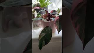 Houseplant Tour 2024 indoorplants planttour indoorjungle plantcollection plants plantlover [upl. by Esertap]