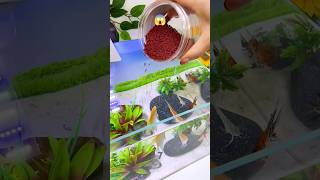 Dont Feed Fish Like That Instead Use This Small Tool fish farmer aquarium waterlife subscribe [upl. by Htebsil]