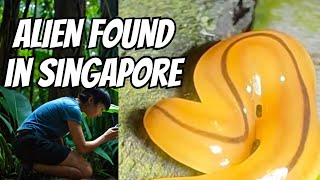 I Found an ALIEN Life Form in Singapore Nature Park [upl. by Ronal734]