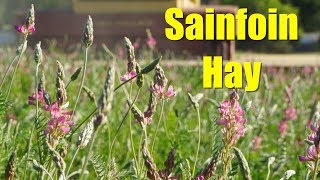 Sainfoin The Best Hay Youve Never Heard Of [upl. by O'Neil]