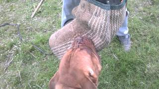 Dogue De Bordeaux working [upl. by Story]