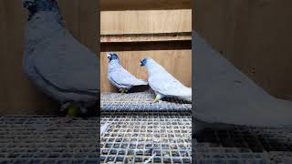 Quality American show racer pigeons pair 👌 viralvideos shortvideos ytshorts [upl. by Tilney]