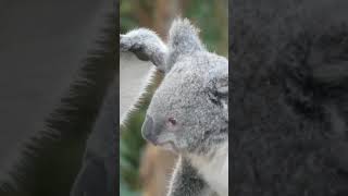 MindBlowing Koala Facts You Never Knew [upl. by Enymsaj]