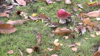 Paddenstoelen in Nederland 03 [upl. by Leah]