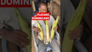 REPUBLICA DOMINICANA PRODUCIENDO PLATANO GIGANTE shorts viralvideo tv [upl. by Vassar]