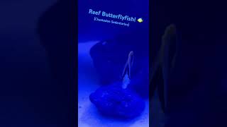 My REEF butterflyfish in my 45G Saltwater Aquarium coralreeftank aquarium reef butterflyfish 🐠 [upl. by Ettenal]