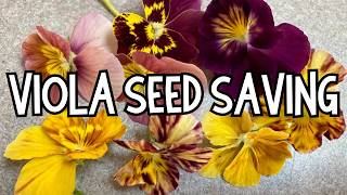 Saving seeds How to harvest dry and store VIOLA seeds How to save PANSY seeds for next year [upl. by Lerad]