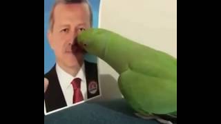 Recep Tayyip Erdoğan diyen papağan Mükemmel [upl. by Emerald772]