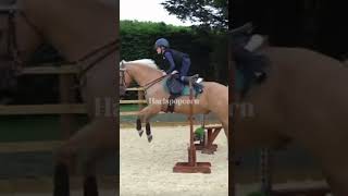 7 million dollar bull rider🎉💯 harlowandpopcorn horse equestrian bullrider riding fails [upl. by Eninahpets]