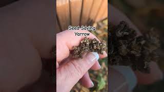 Seed Saving Series Yarrow seedsaving seedpreservation yarrow [upl. by Chadd]