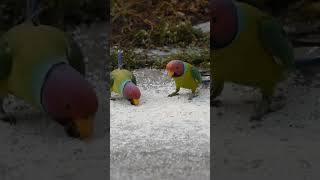 Red head parrot birds [upl. by Rheta]