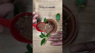 How to start a Ficus Ginseng Bonsai plants houseplants bonsai indoorplants [upl. by Ylrbmik845]