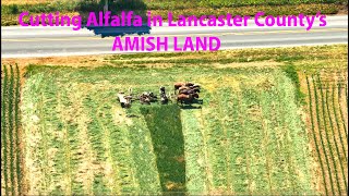 MOWING Alfalfa in AMISH LAND on the HOTTEST Day of the Year [upl. by Ingrid46]