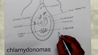 how to draw chlamydomonas I chlamydomonas diagram class 8 [upl. by Woodley325]