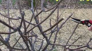 How to Prune Hydrangea Paniculata quotLimelightquot [upl. by Nattie520]