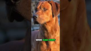 Rhodesian Ridgeback  Interesting Facts [upl. by Erihppas]