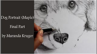 Drawing Timelapse  Dog Portrait of Maple Final Part [upl. by Coltson37]