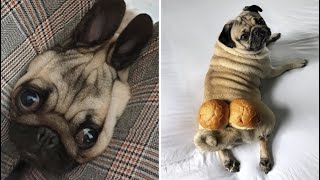 Made your day with these funny and cute Pug Puppy Videos Compilation  Pug Dog Funny Moments [upl. by Goddord]