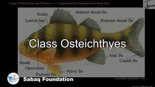 Class Osteichthyes Biology Lecture  Sabaqpk [upl. by Leciram]