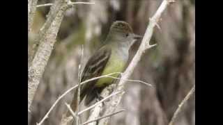 Great Crested Flycatcher Calling  Bird Sounds [upl. by Gildus]